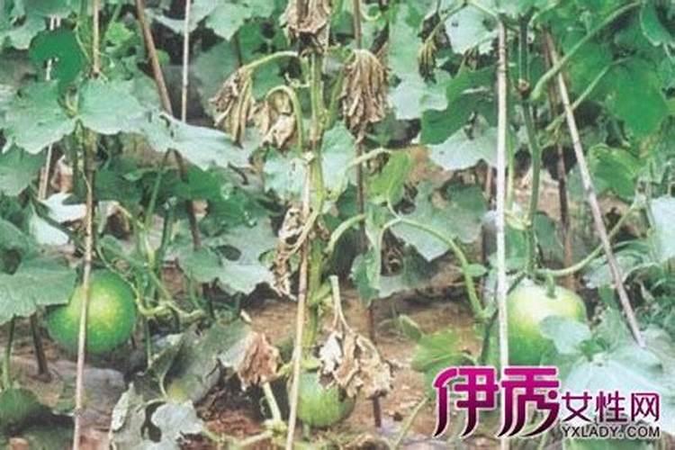 秋植冬瓜枯萎病的防治