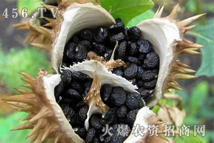 草花种子如何种植草花种子的种植方法