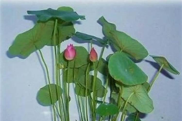 家庭播种草花的要点有哪些？