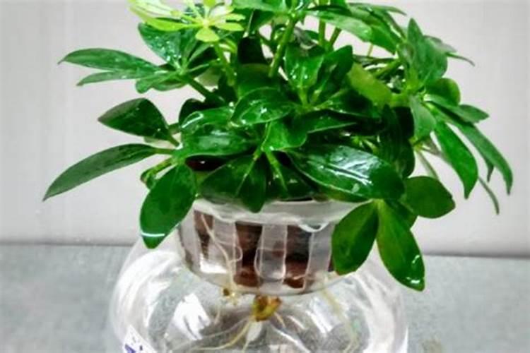 鸭掌木水培生根方法