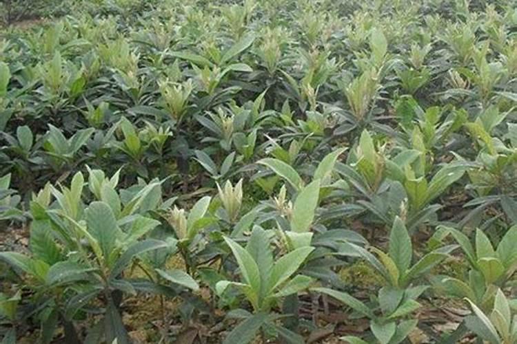 枇杷多头高接换种新技术？