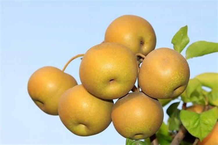 战胜大豆赤霉病：有效防治策略详解