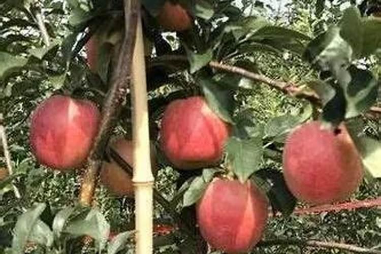 幼龄苹果树的秋季管理方法？