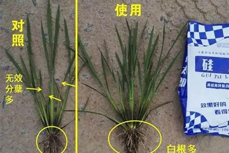 水稻需不需要施硼肥跟硅肥？