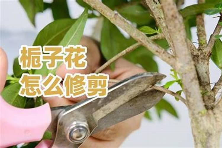 栀子花应怎样科学修剪？