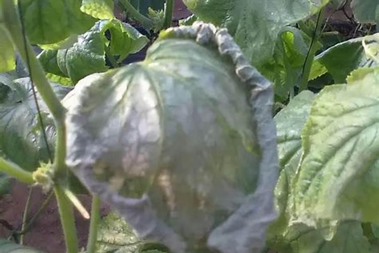 蔬菜苗期一氧化碳中毒都有哪些症状？
