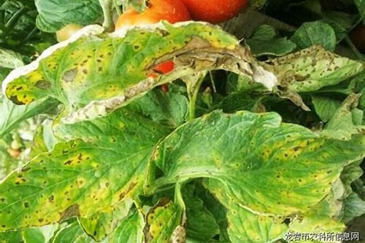 西红柿细菌性斑点病防治办法？