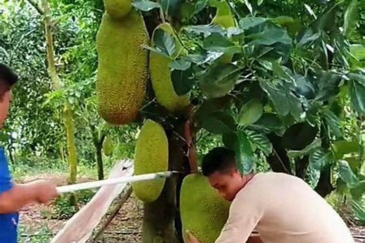掌握菠萝蜜栽培秘籍：迈向甜蜜事业的黄金指南