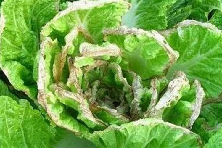 如何分辨蔬菜缺素？