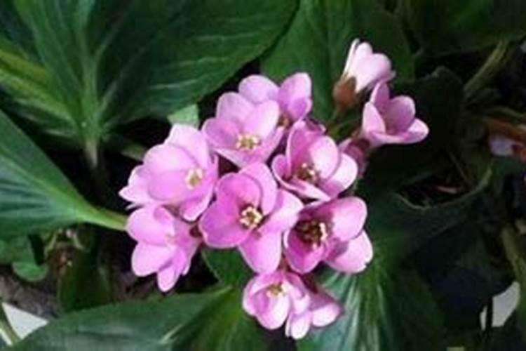 白菜的养殖方法和注意事项？
