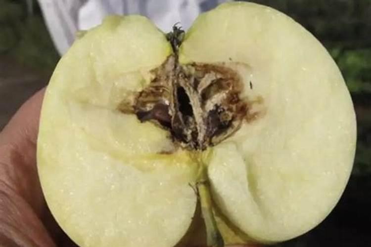 苹果霉心病防治：选择正确农药的策略与实践
