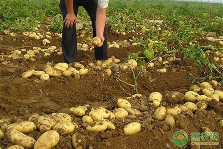 北方秋土豆什么时候种植最好？