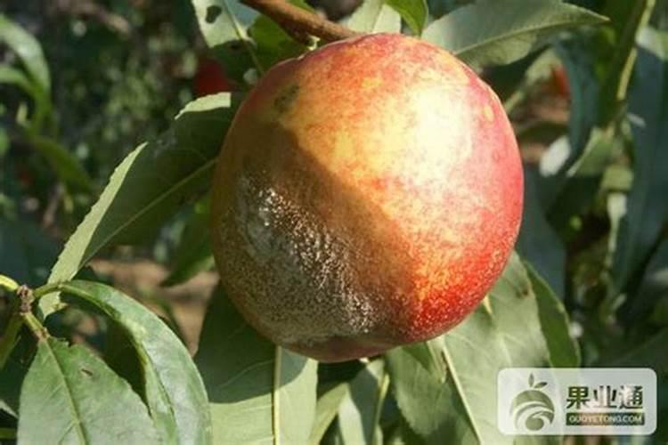 4-5月份桃子易发病虫害有哪些？