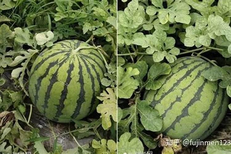 杂交西瓜配肥料该搞好哪几点？