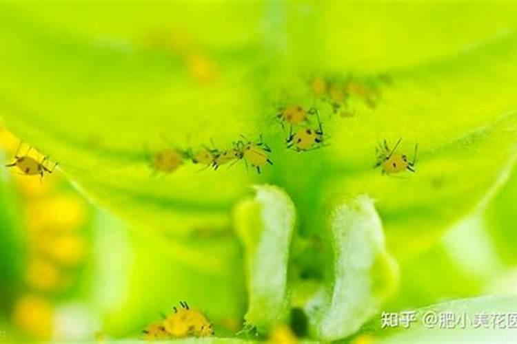 绿色守护：植物药剂在蚜虫防治中的应用