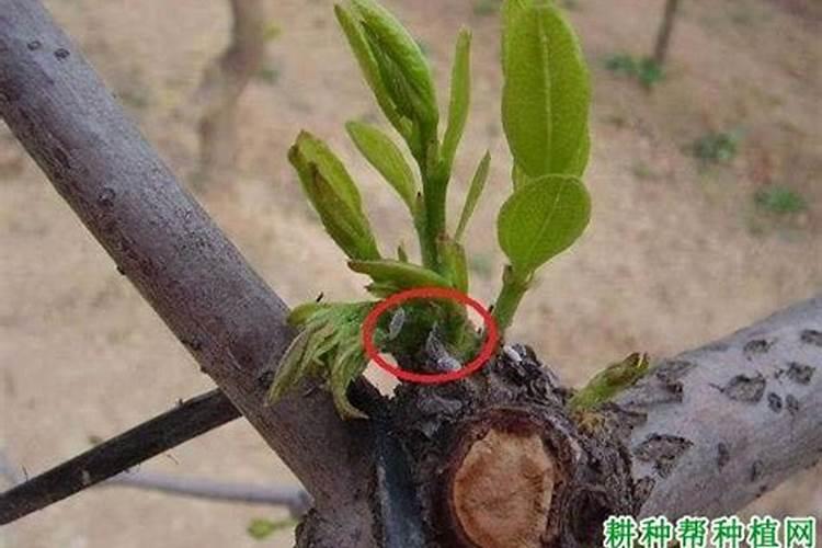 枣叶壁虱的为害特点与生活习性如何？