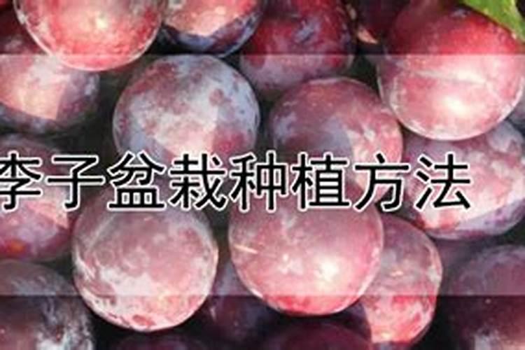 李子盆栽种植方法？
