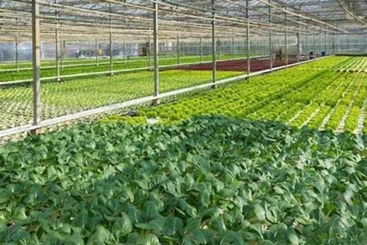 棚室蔬菜冲施肥六注意：科学施肥，绿色增产