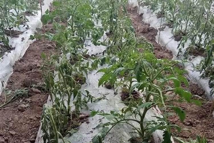 不足,很多养花者会施肥过量,导致植物遭遇肥害怎么办