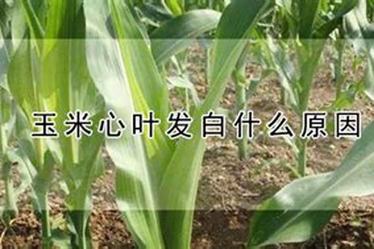 玉米心叶发白什么原因？