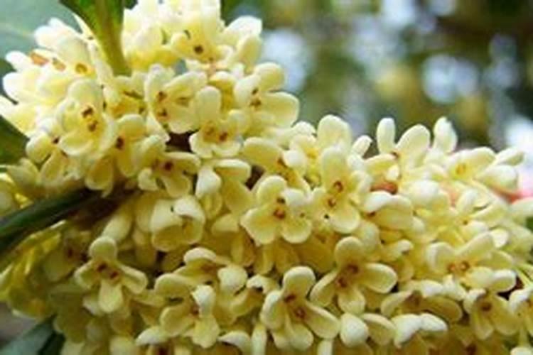 桂花树烂根的症状？桂花树烂根的表现