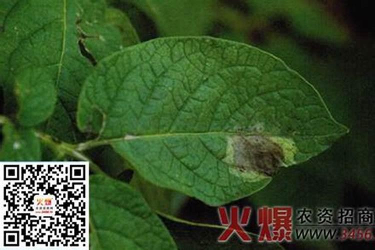 马铃薯晚疫病的传播途径及防治方法？