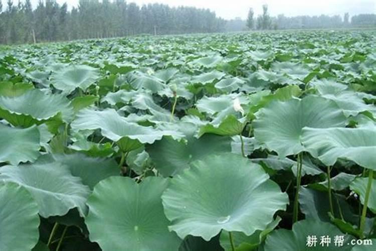 莲藕结藕期用什么肥？
