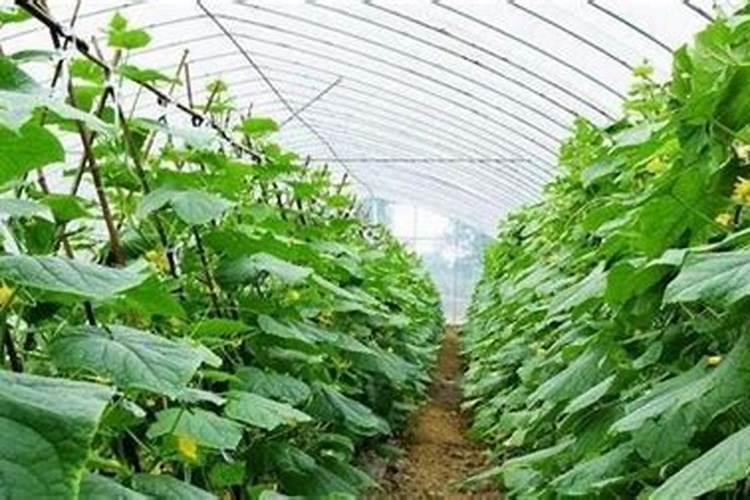 越冬黄瓜栽培技术要点