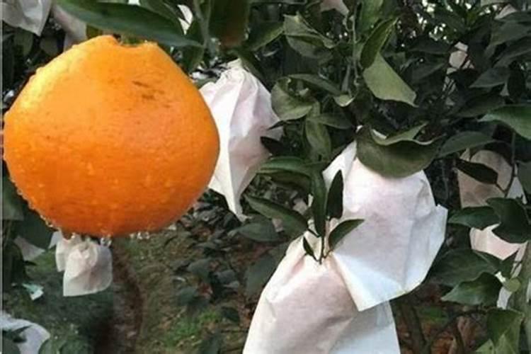 柑橘护航：套袋与用药技术的双重守护