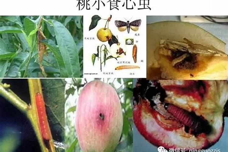揭秘：药剂对抗桃小食心虫的高效策略
