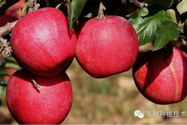 苹果树中后期管理要点