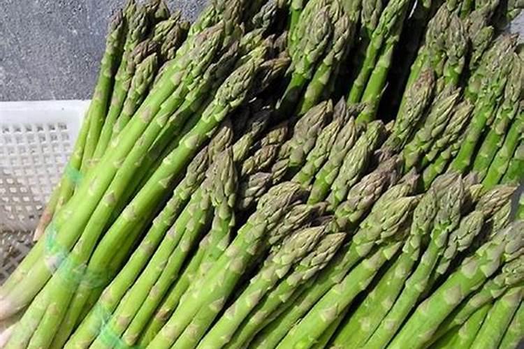 绿茵增产秘籍：芦笋高产栽培管理技术全解析