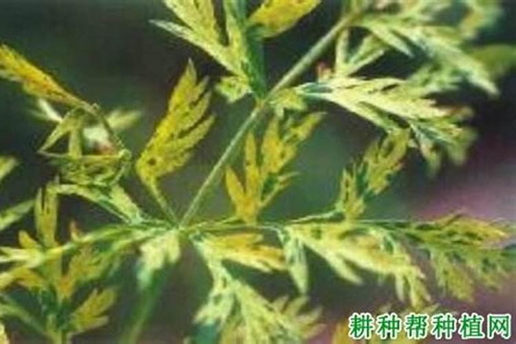 守护田园金黄：胡萝卜花叶病毒病的综合防治策略