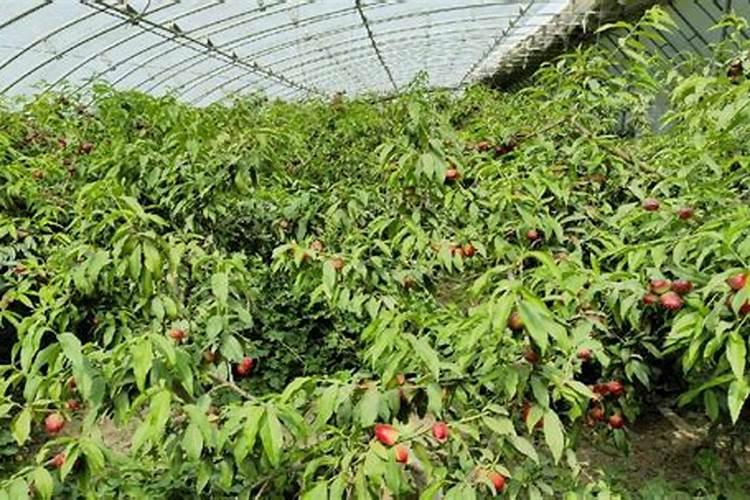 大棚油桃防裂攻略：守护甘甜果实的秘诀