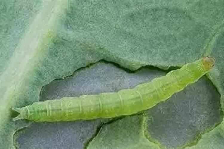 小菜蛾特效药有哪些，小菜蛾防治方法？