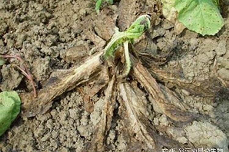 生菜茎腐病如何用药？
