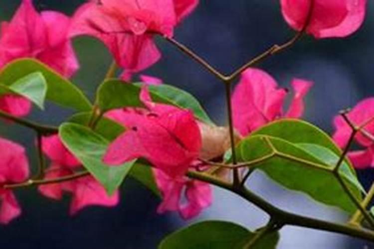 三角梅掉花苞的原因？三角梅为什么掉花苞