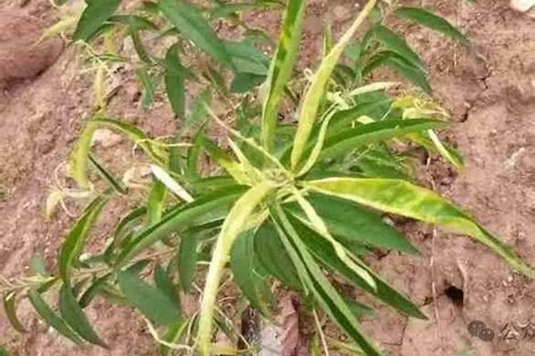 苹果树发生药害如何补救？