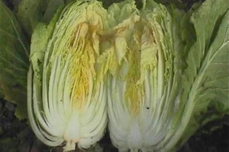 蔬菜缺钙怎么补？