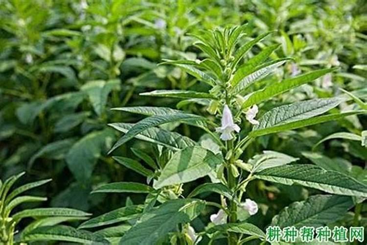 芝麻种植：夏芝麻缺苗原因及对策