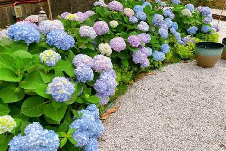绣球花为什么不开花，绣球花种植方法技巧？
