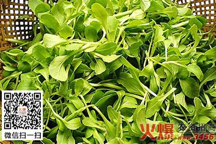 掌握白菜采种技术，确保优质种子供应