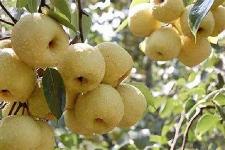 春日华章：梨树开花与养护秘籍