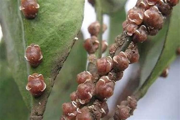 栀子花红蜡蚧的危害和防治方法有哪些？