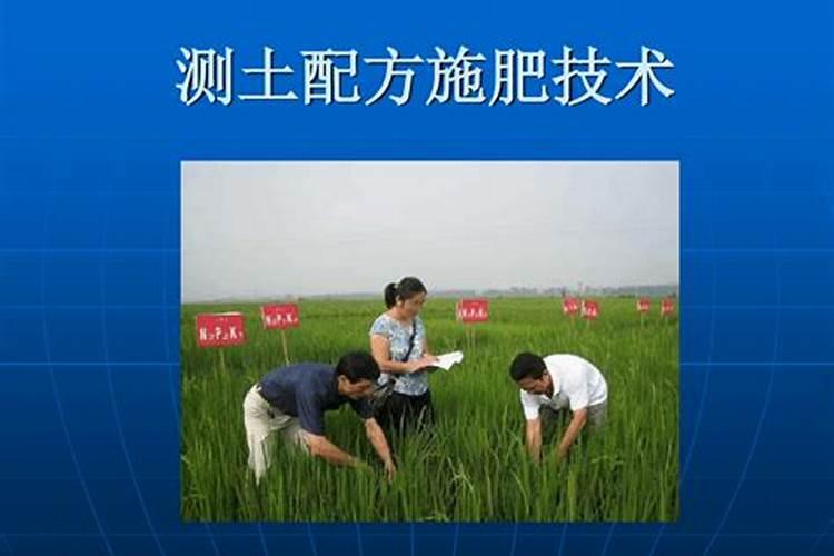 绿色科技：大白菜测土配方施肥的关键技术揭秘