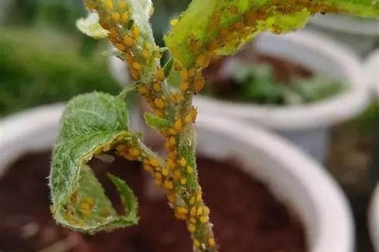 豆角蚜虫防治：选择正确的农药确保健康收成