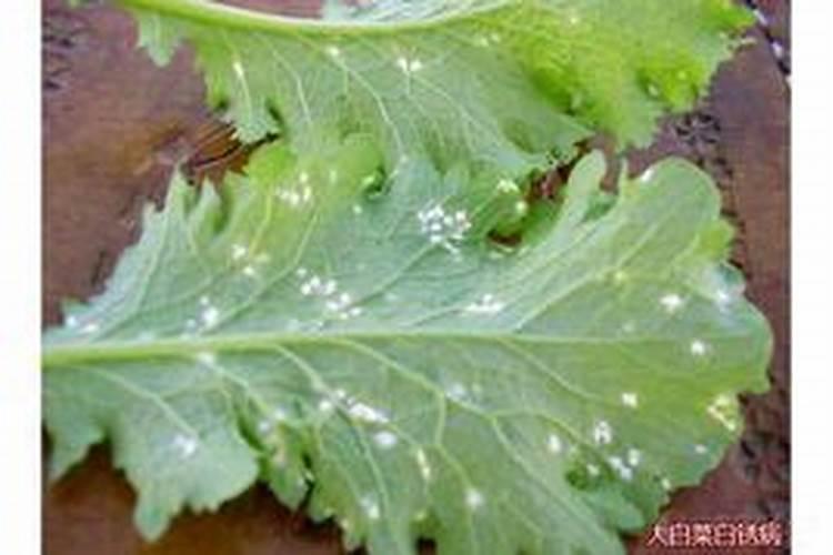 守护绿意盎然：战胜白菜白锈病的药剂盾牌