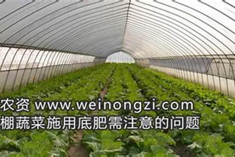 大棚底肥施用鸡粪后小苍蝇较多该如何防？