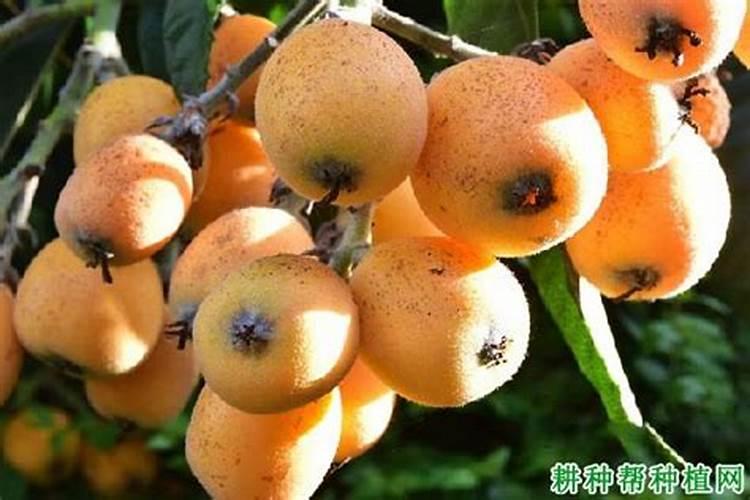 枇杷成熟时如何防御鸟危害？