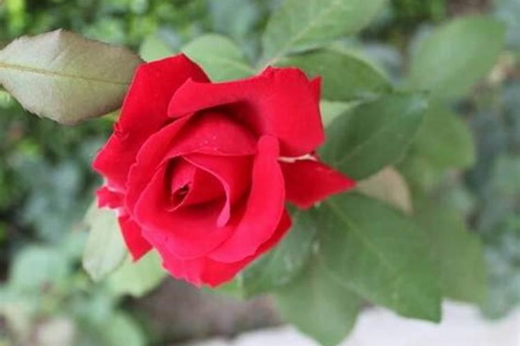 玫瑰花能施钾肥吗怎么施？